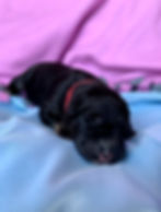 Male: Epic (Red Collar) The Legacy Litter 2021