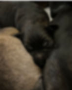 Meet "The Home Alones" 2023 Litter