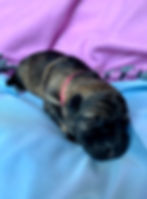 Female: Minka (Pink Collar) The Legacy Litter 2021