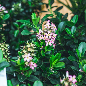 Les Serres du Perche : fleurs de Toussaint et plantes locales