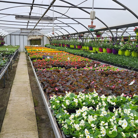 Aux Fleurs de Coulonges : plantes locales à Sablons
