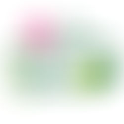 +1300m² d’exposition : Fleurissez avec élégance grâce aux chrysanthèmes des Serres du Perche.