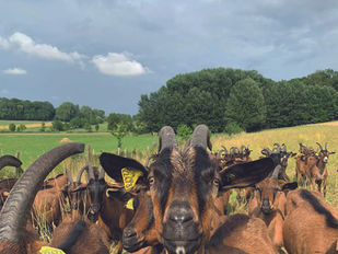 La chèvrerie des Huppes