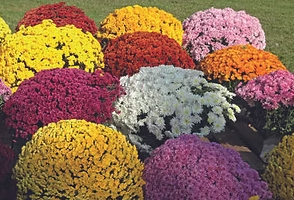 Aux Fleurs de Coulonges : fleurs locales pour la Toussaint