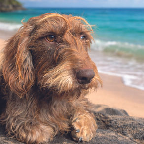 Une pension canine familiale dans le Perche, près de Mamers
