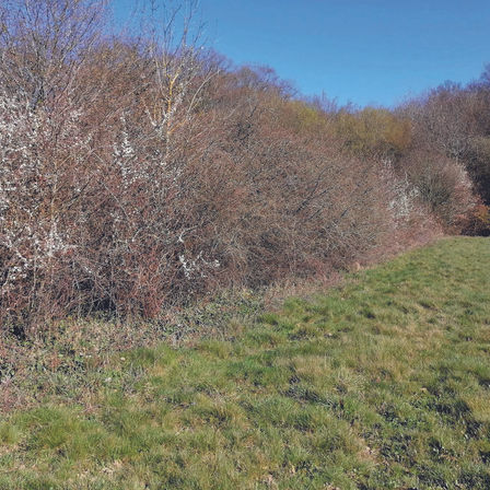Agriculture biologique à Saintigny.