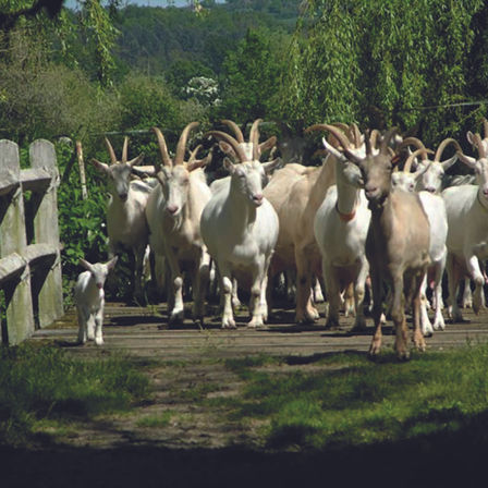 Les fromages de la Chèvrerie du Moulin