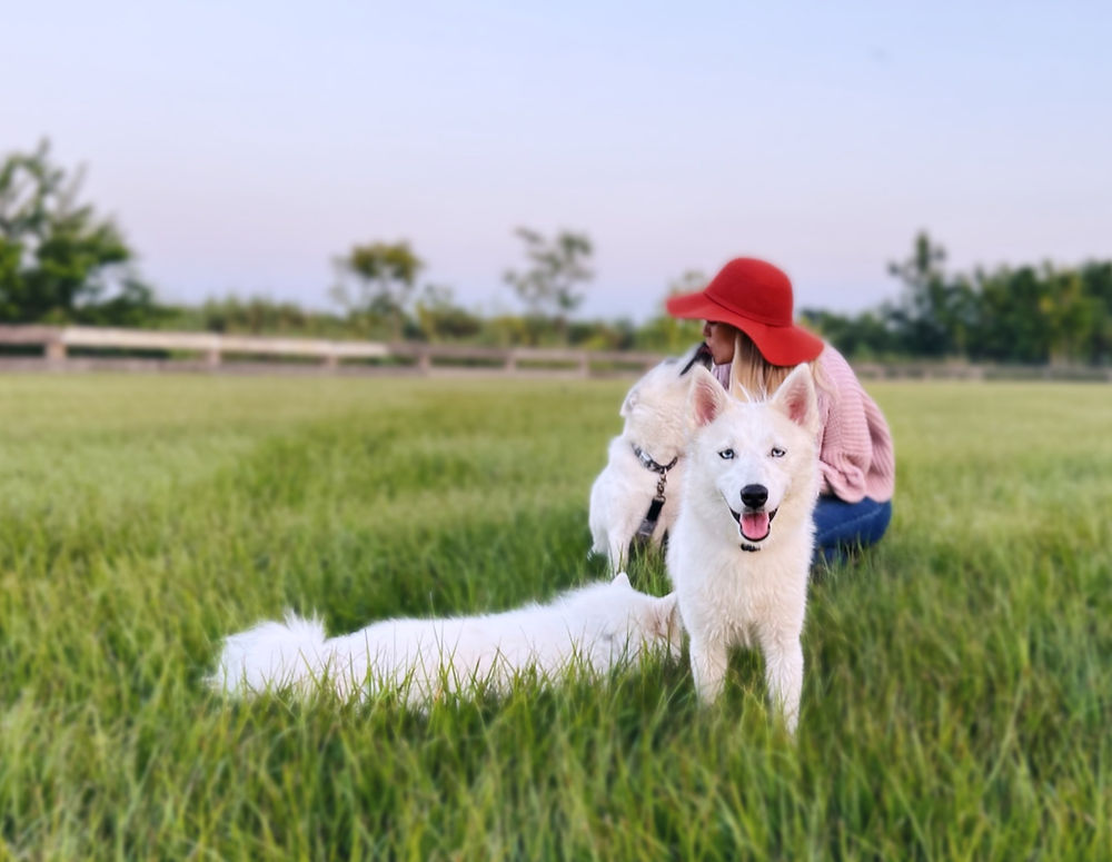 Woman with three white dogs in a natural landscape
