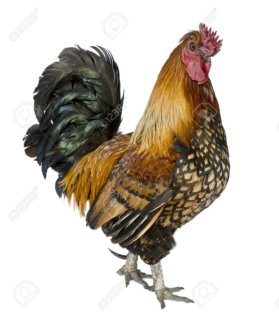 ree