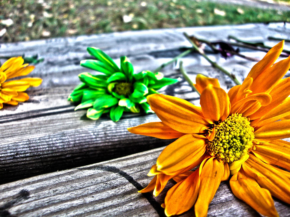 Cobain Flowers HDR.jpg