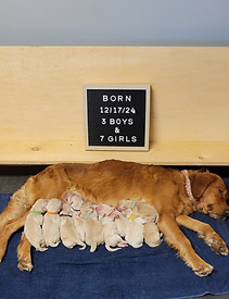 Screenshot_20241219_153958_Gallery_edite