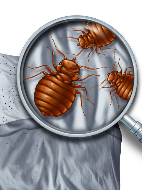 HOW TO GET RID OF BED BUGS - SEVEN TIPS TO GET RID AND PREVENT BED BUGS  