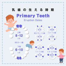 赤ちゃんの乳歯の生える時期をわかりやすく図解したイラスト。上下の乳歯が生える順番と月齢（6〜33ヶ月）を年齢の目安付きで表示。歯の部位ごとの生え始めの時期が視覚的に理解でき、育児中の保護者に役立つ情報。「乳歯の生える順番」「赤ちゃんの歯の時期」「何ヶ月で歯が生えるか」などを知りたい方におすすめ。