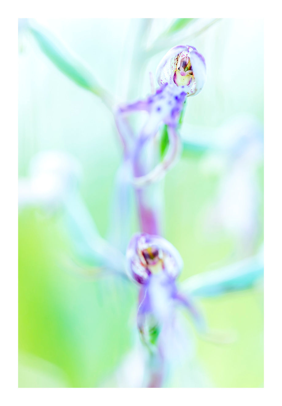 Wild orchid in its natural habitat, photographic artwork from the Extintion project by Michele Pietrangelo.