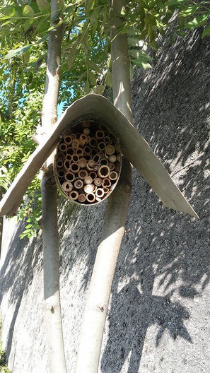 Les abeilles en danger de disparition