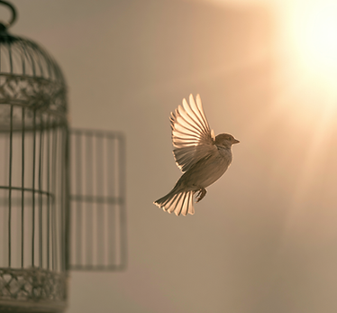Brid flying from open cage toward sunshine