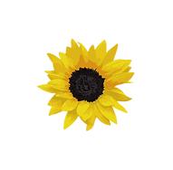 Copy of Sunflower_edited.png