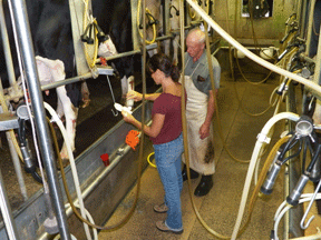 Performing the California mastitis test in a facility with cows
