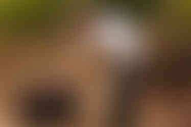 DG_1-195