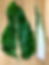 Chard leaf and stem separated