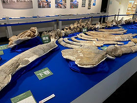クジラの化石(レプリカ)