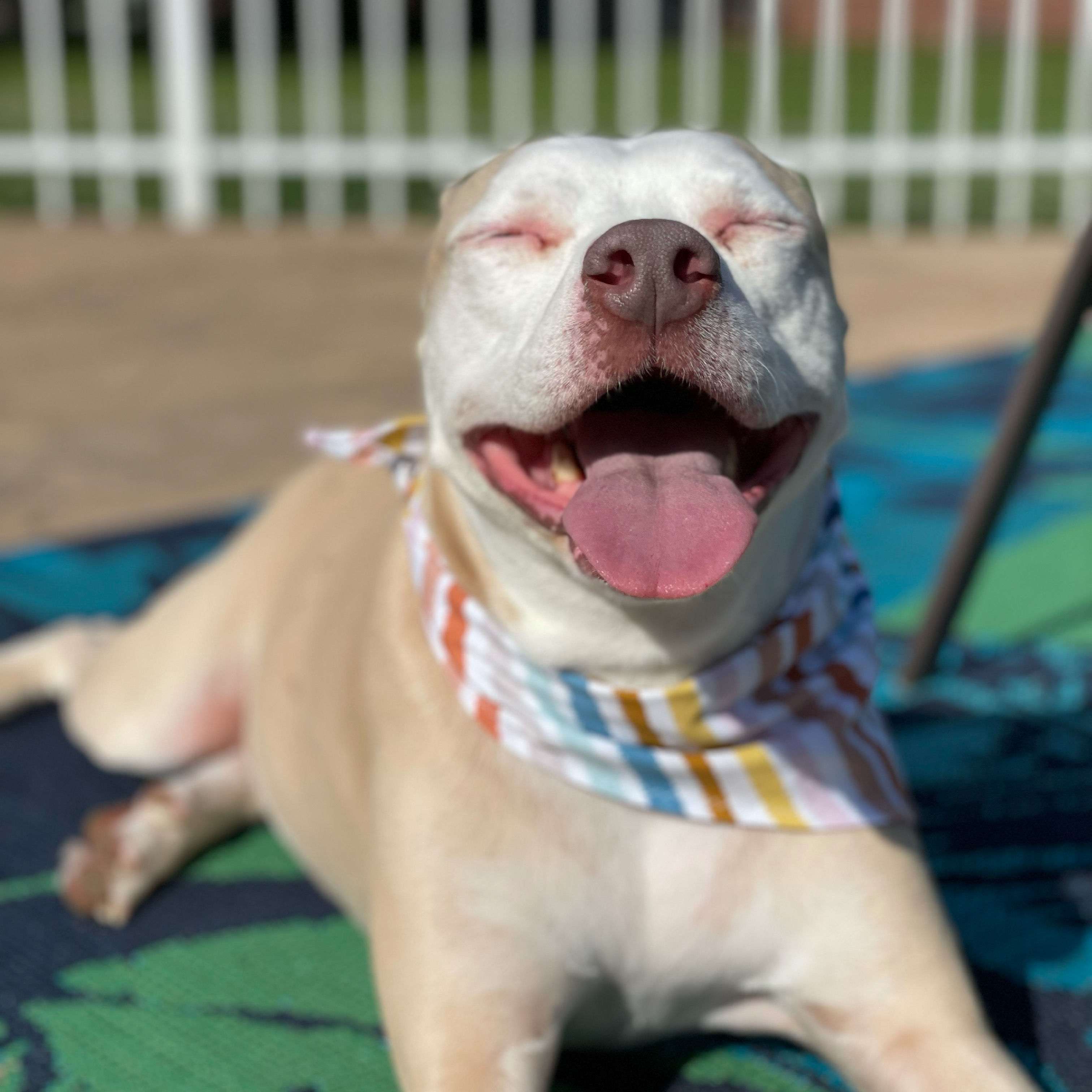 Sunset Dreams Bandana