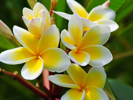 Transform Your Occasion into a Chic Island Escape with Tropical Flowers