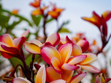 Turn Your Home Into a Tropical Sanctuary: The Art of Living with Exotic Flowers