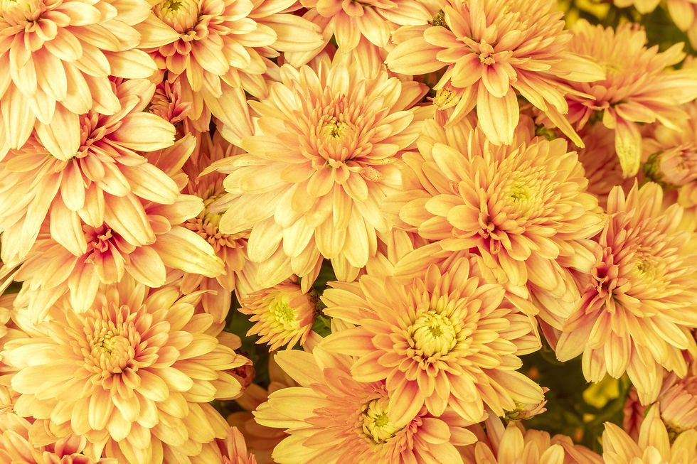 Beyond Remembrance: The Many Beautiful Meanings of Chrysanthemums