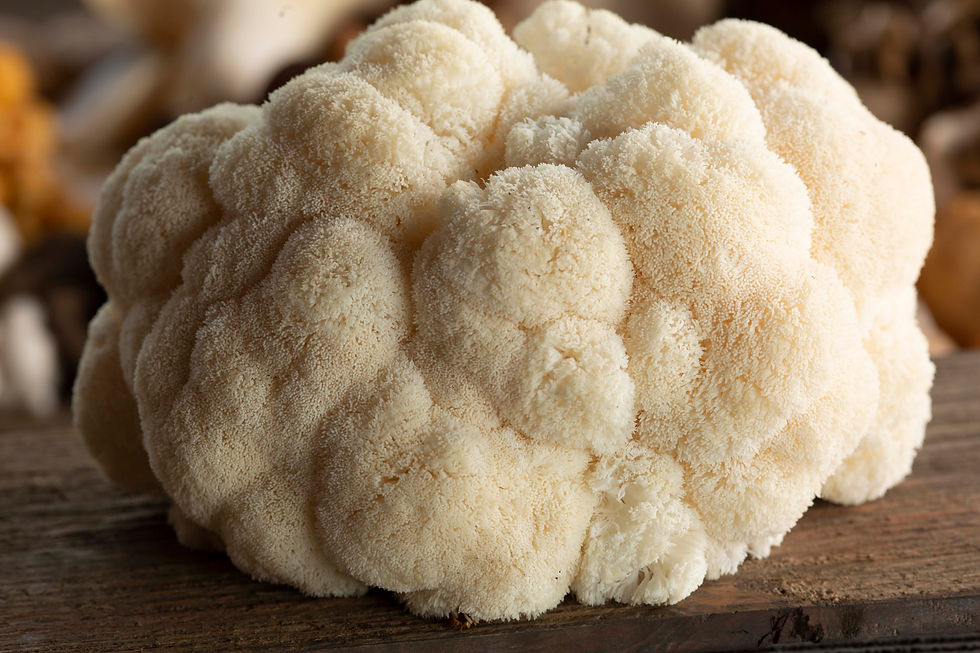 Lions Mane Mushroom