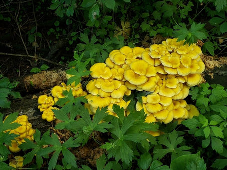 Are Golden Oyster Mushrooms Invasive? A Reality Check on Their Impact