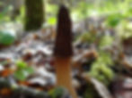 Black morel mushroom growing from moss-covered, decaying log in northern Minnesota forest.