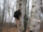 Closeup of Chaga mushroom emerging from birch bark in a wooded area, prized for adaptogenic compounds