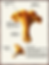 An image pointing out the various features of the Chanterelle mushroom
