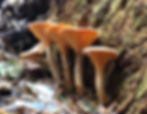 False chanterelle with forked true gills and orange-brown cap