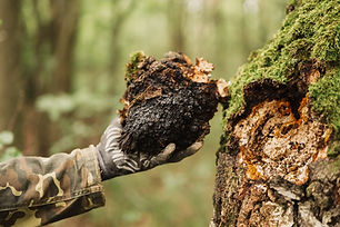 man survivalists and gatherer with hands gathering chaga mushroom growing on the birch tre