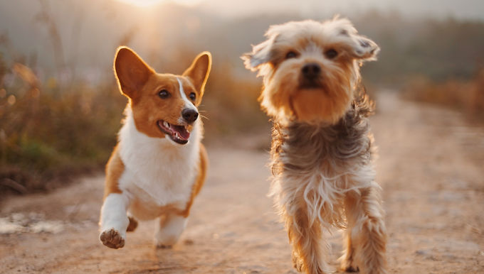 Dog Demonstration (South Paw Dog Club)
