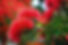 pohutukawa tree.jpg