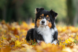 Fall pet photography session — dog surrounded by autumn foliage