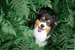 Nature-inspired dog portrait — Australian Shepherd posing in fern-filled setting