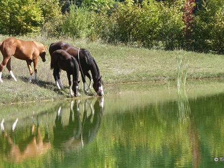 L'eau représente 65 à 75% du poids corporel d'un cheval !