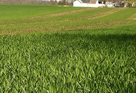 field of buckshot annual ryegrass