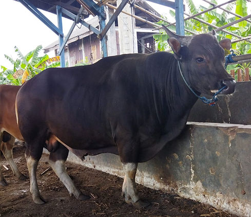 bali.jpeg