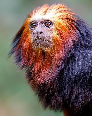head shot Golden-headed lion tamarin (Leontopithecus chrysomelas).jpg