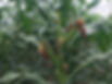 Organic crop image