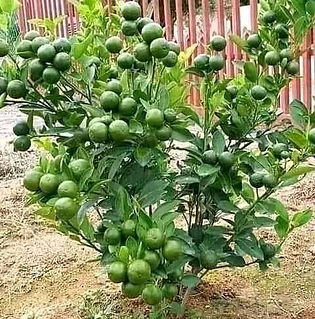 Preparing Cameroon' Next Generation for Climate - Adaptive Agriculture.