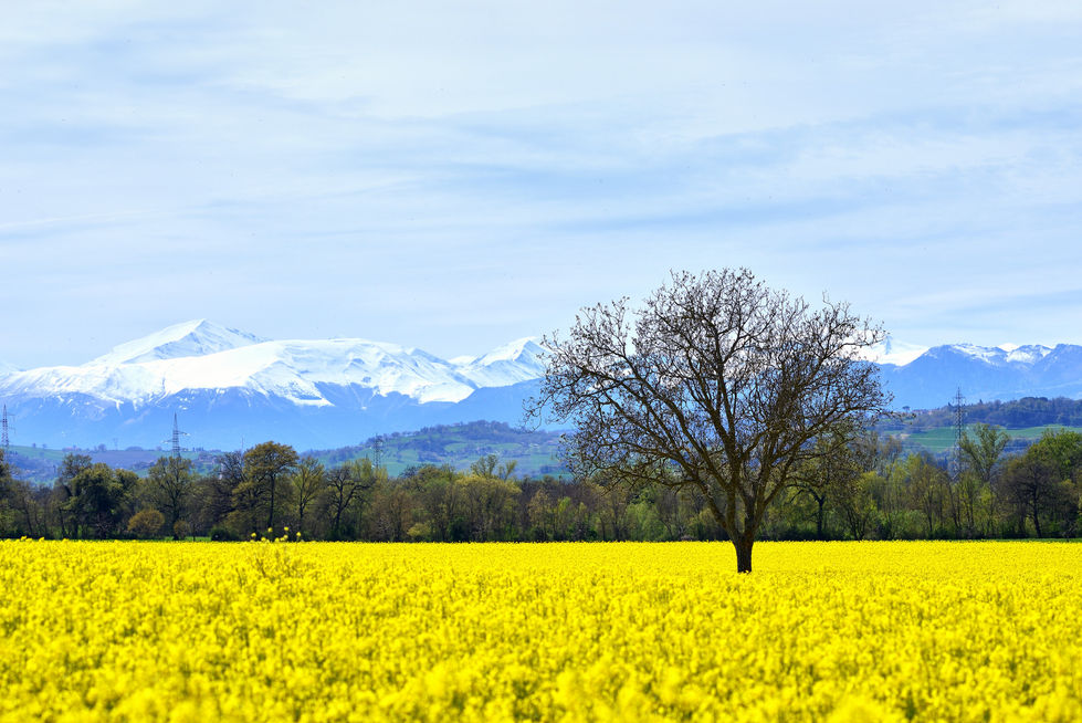 Albero solitario in un campo di fiori gialli, con montagne innevate sullo sfondo e cielo azzurro velato.