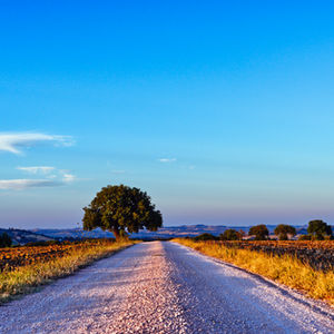 L'albero, la Vita