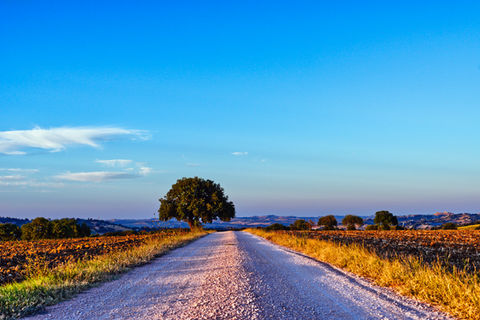 L'albero, la Vita