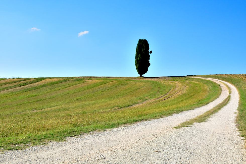 Albero solitario con chioma verde compatta, in posizione centrale su un campo secco e assolato. In alto a sinistra, due nuvole leggere sembrano occhi che osservano. L’atmosfera è calda, immobile, quasi simbolica.